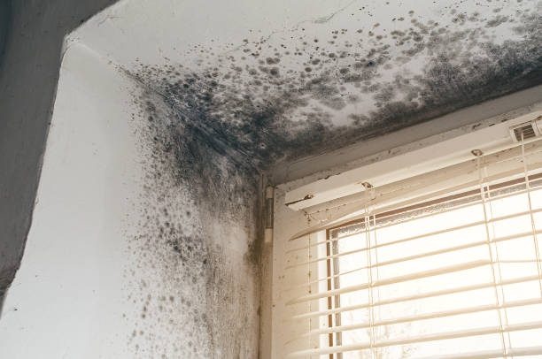 Affordable Mold Remediation solutions in Lower Grand Lagoon, FL